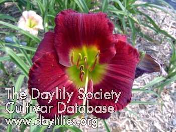 Daylily Lest We Ever Forget